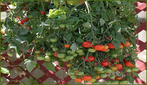 Should i pinch out tumbling tom tomatoes?